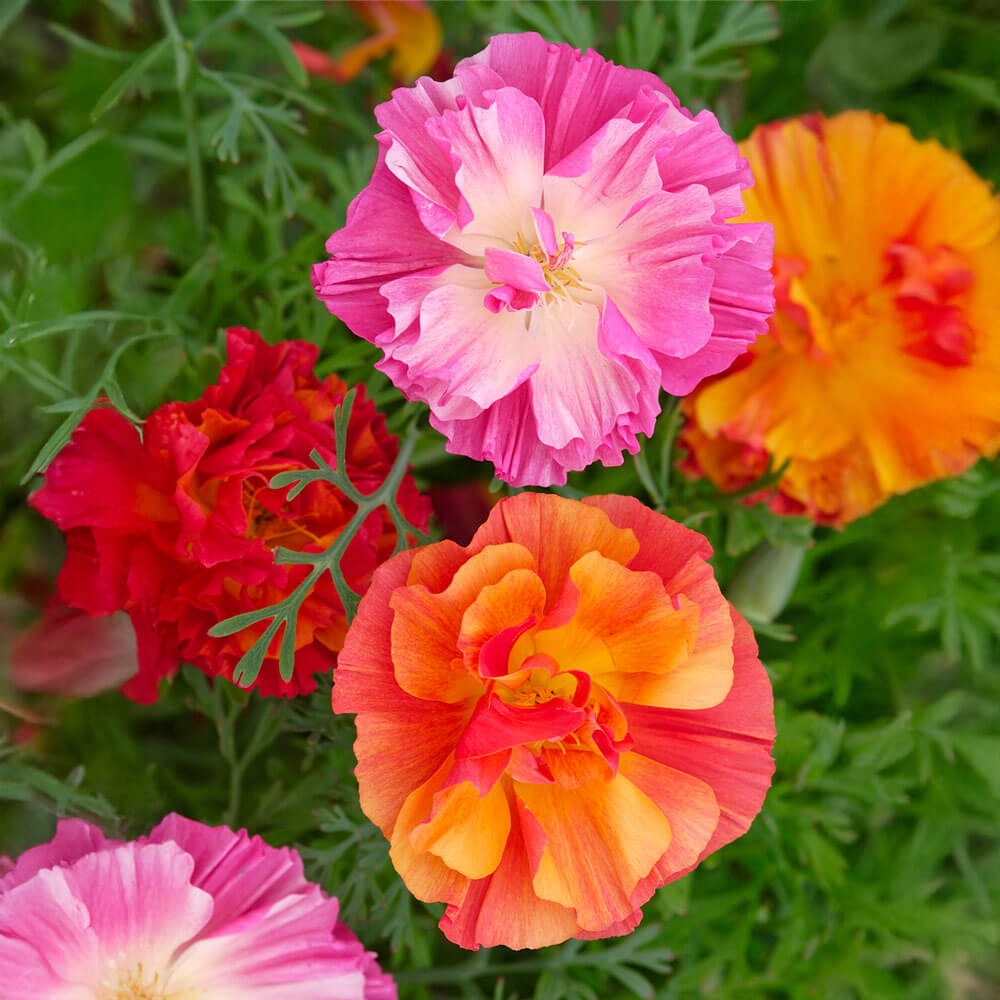 XL Jelly Beans California Poppy Seeds