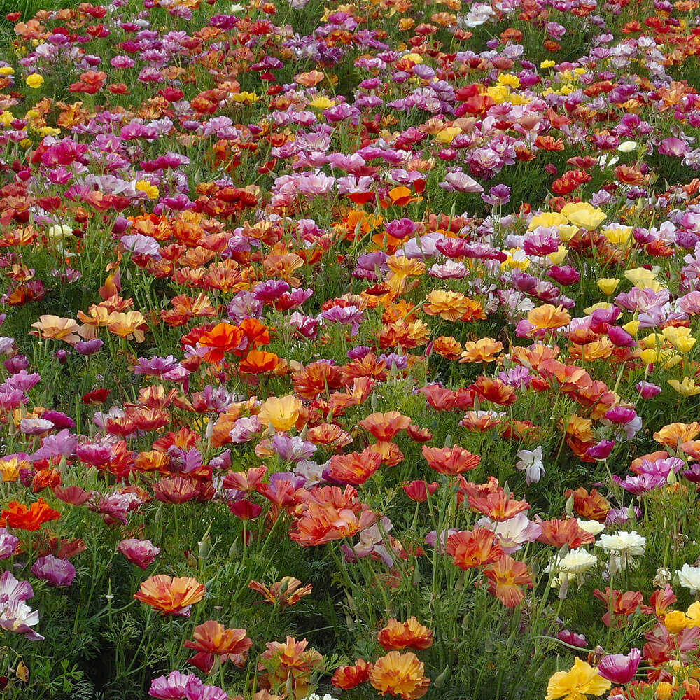 XL Jelly Beans California Poppy Seeds