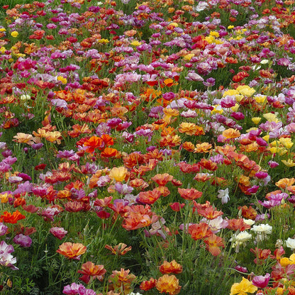 XL Jelly Beans California Poppy Seeds