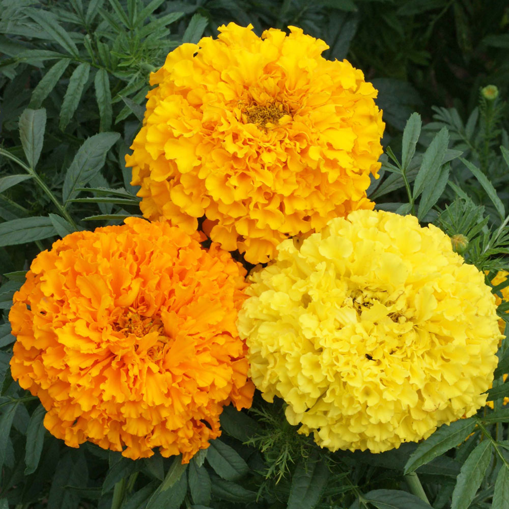 Crackerjack Mix Marigold Seeds