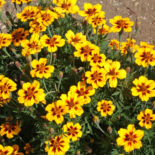 'Dainty Marietta' French Marigold Seeds