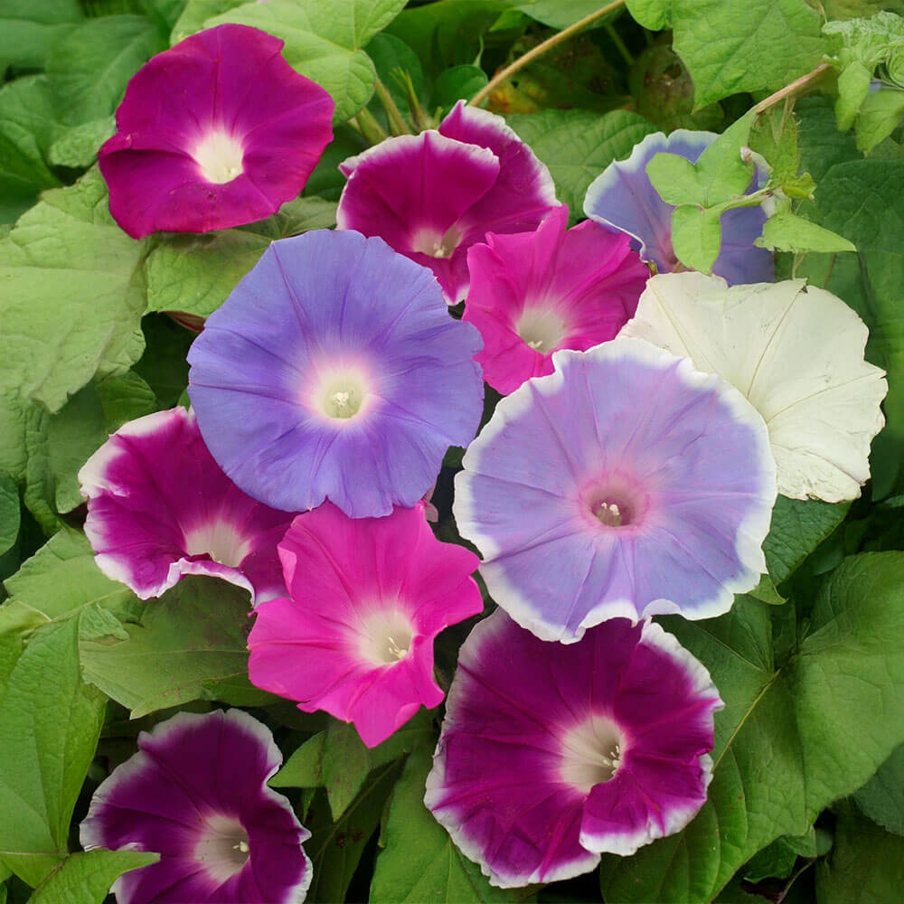 Morning Call Morning Glory Seeds