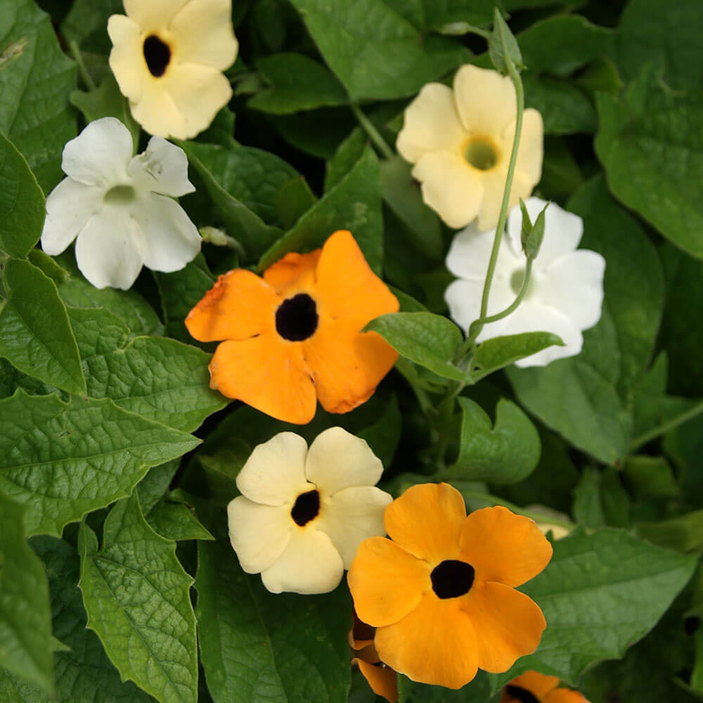Sunrise Mix Black-Eyed Susan Vine Seeds