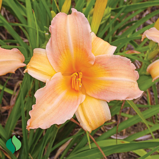 Hemerocallis Mini Pearl Daylily