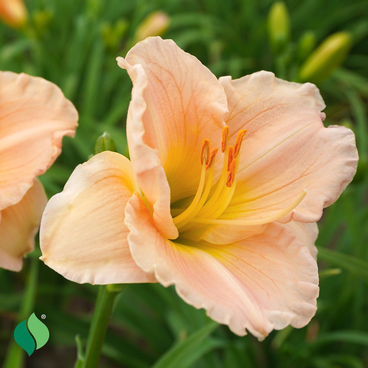 Hemerocallis Platinum Palette™ Pilgrim Pride Daylily