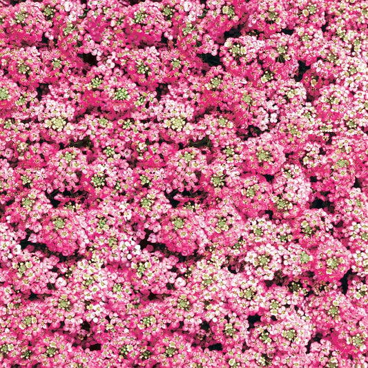 Easter Bonnet Deep Pink Sweet Alyssum Seeds