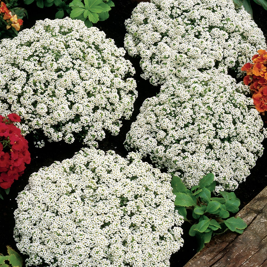 Snow Crystals Sweet Alyssum Seeds