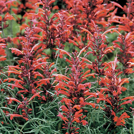 Agastache Giant Hyssop Seeds