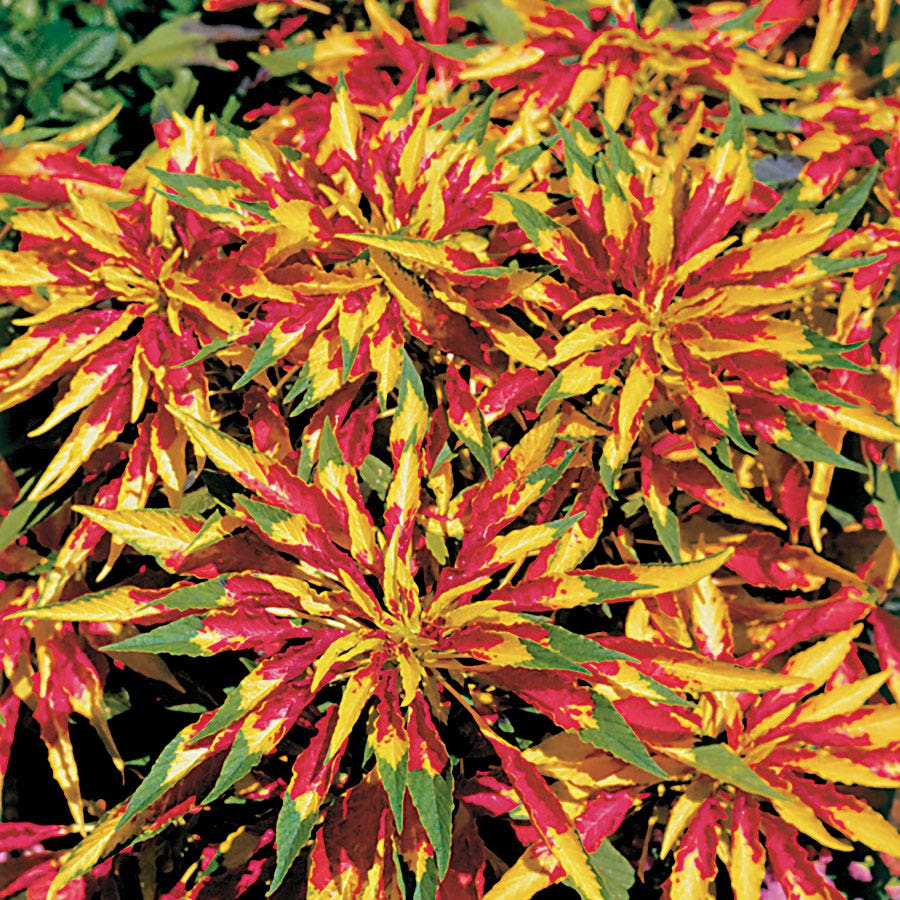 Perfecta Amaranthus Seeds