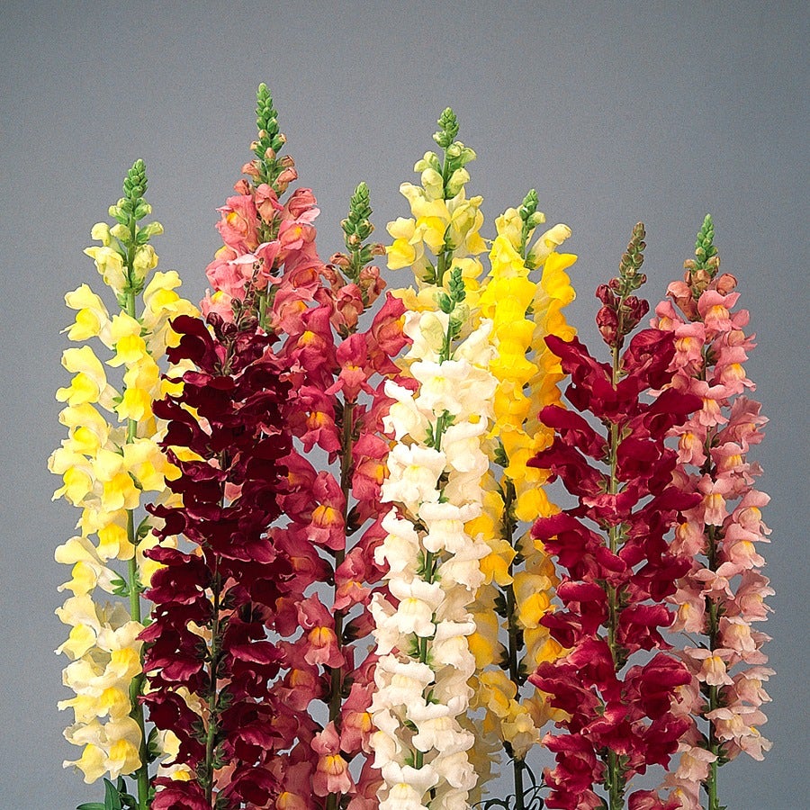 Rocket Hybrid Mix Snapdragon Seeds