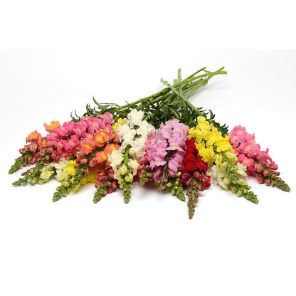 Rocket Hybrid Mix Snapdragon Seeds