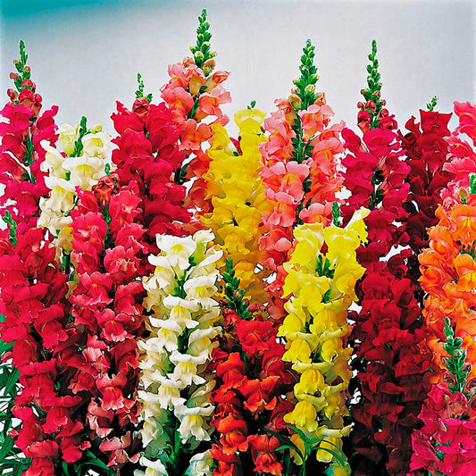 Liberty™ Classic Mix Snapdragon Seeds