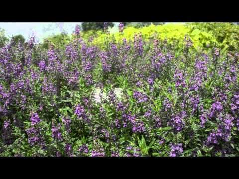 Serena® Purple Angelonia Seeds