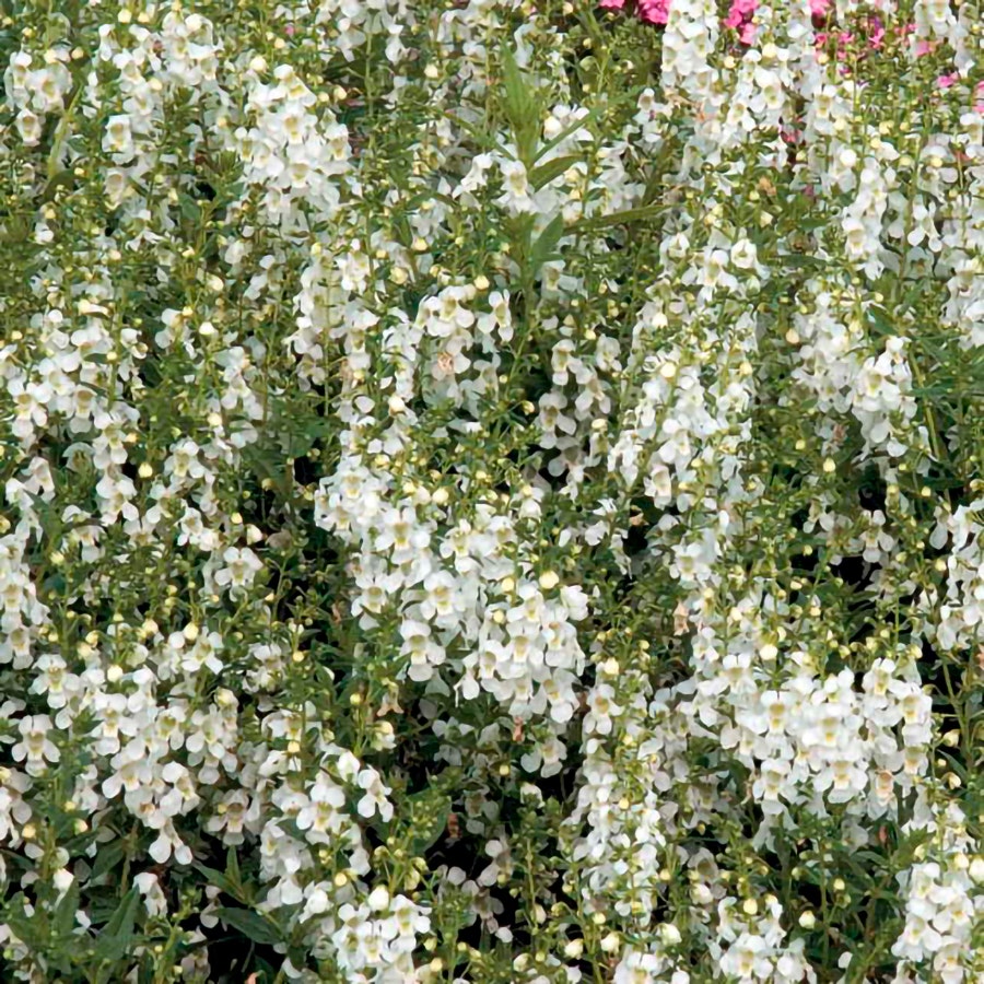 Serena® White Angelonia Seeds
