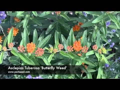Butterfly Weed Seeds