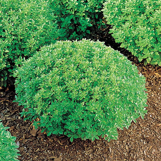 Minette Basil Seeds