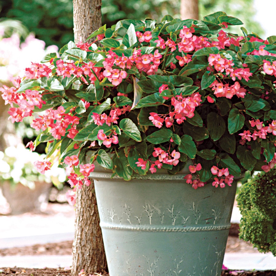 Dragon Wing Pink begonia for shaded porch pollinator containers