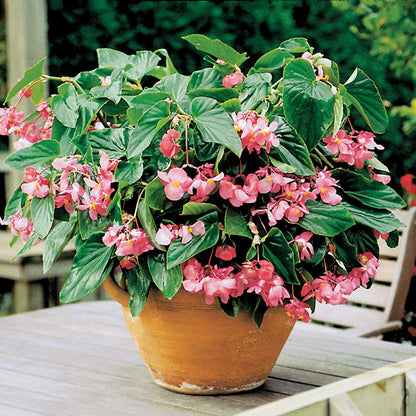 Dragon Wing® Pink Begonia Seeds