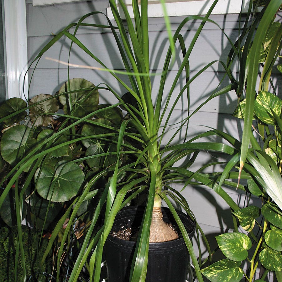 Ponytail Palm Seeds