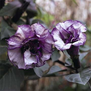 Blackcurrant Swirl™ Angel's Trumpet Seeds