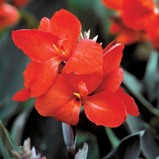 Tropical™ Bronze Scarlet Canna Seeds