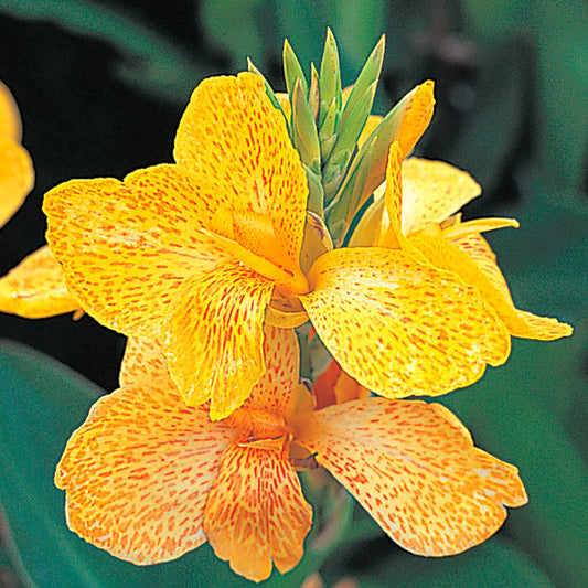 Tropical™ Yellow Canna Seeds
