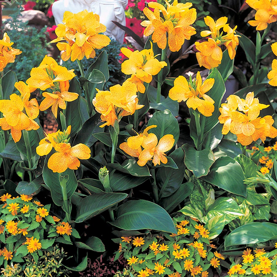 Tropical™ Yellow Canna Seeds