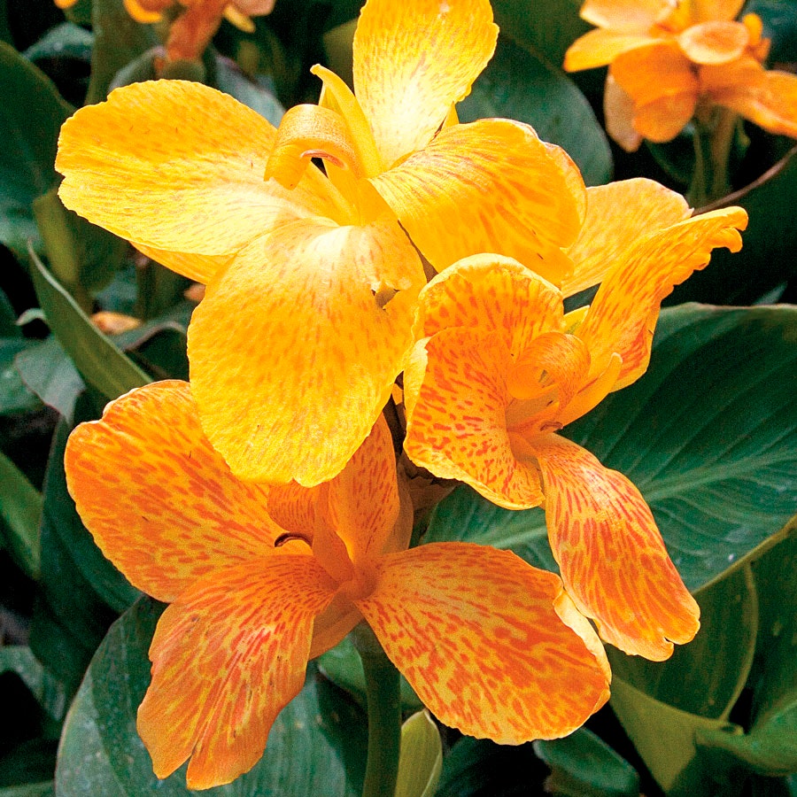 Tropical™ Yellow Canna Seeds
