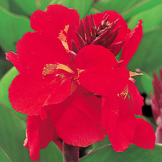 Tropical™ Red Canna Seeds