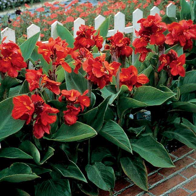 Tropical™ Red Canna Seeds