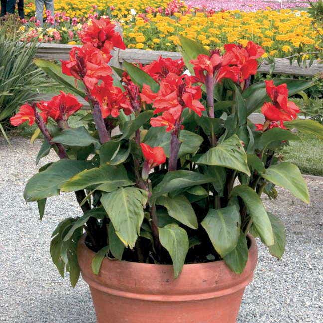 Tropical™ Red Canna Seeds