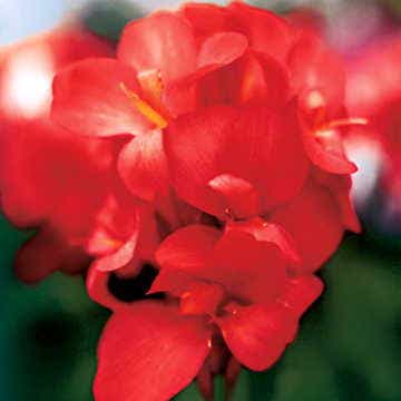 Tropical™ Red Canna Seeds
