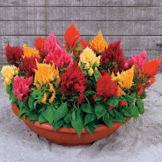 Rainbow Sherbert Celosia Seeds