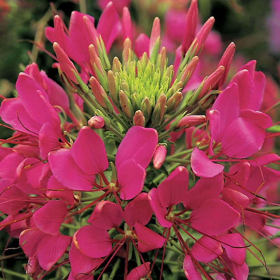 Sparkler Rose Spider Flower Seeds