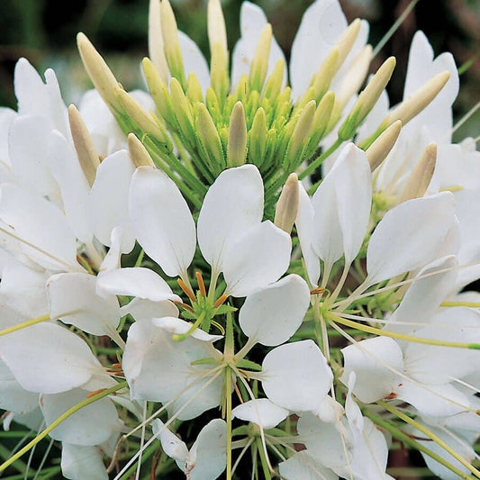 Sparkler White Spider Flower Seeds