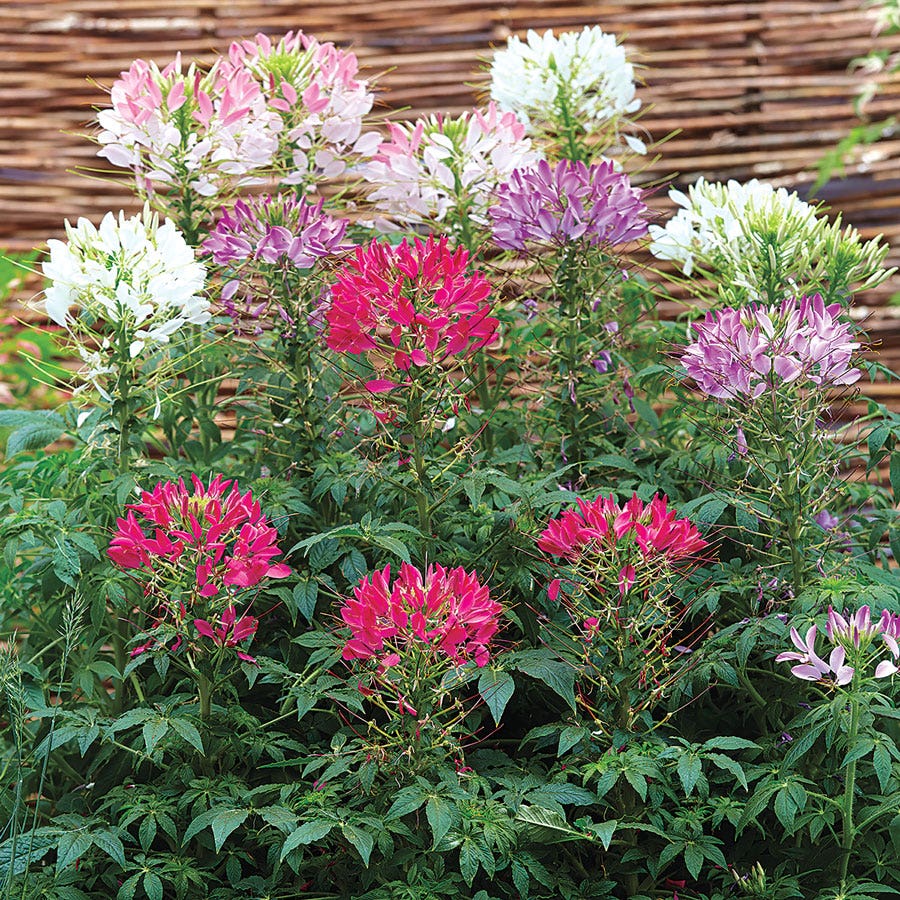 Sparkler Mix Spider Flower Seeds
