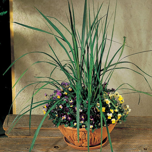Spike Cordyline Seeds