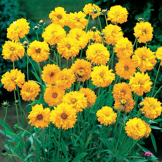 Early Sunrise Yellow Coreopsis Seeds