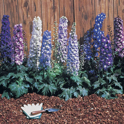 Magic Fountain Mix Delphinium Seeds