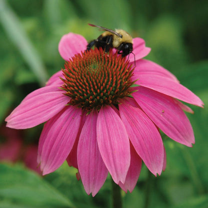 PowWow® Wild Berry Coneflower Seeds