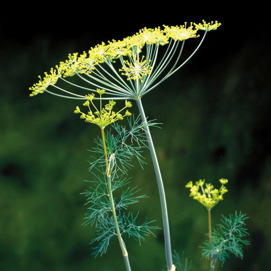 Dill Seeds