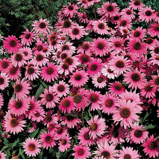 Bravado Purple Coneflower Seeds