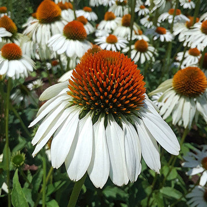 white swan echinacea seeds White Swan Coneflower Seeds – Park Seed