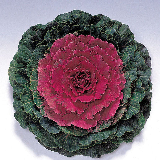 Color Up Red Hybrid Ornamental Cabbage Seeds