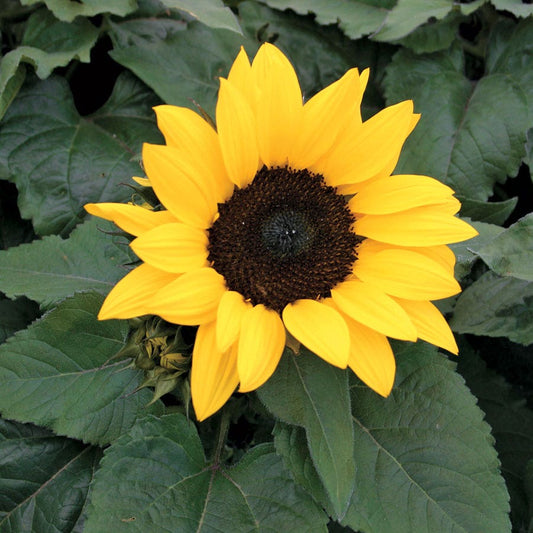 Choco Sun Sunflower Seeds