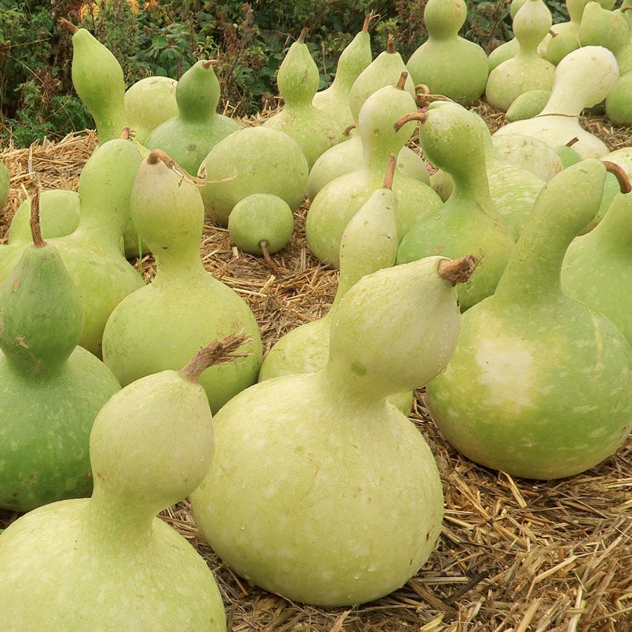 Birdhouse Gourd Seeds