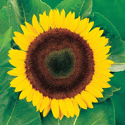 large sunflower seeds to plant Giganteus Giant Sunflower Seeds – Park Seed