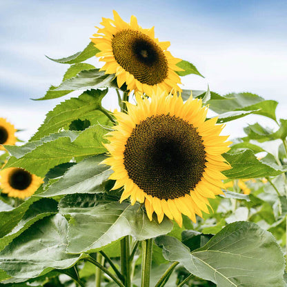 biggest sunflower seeds to plant Giganteus Giant Sunflower Seeds – Park Seed