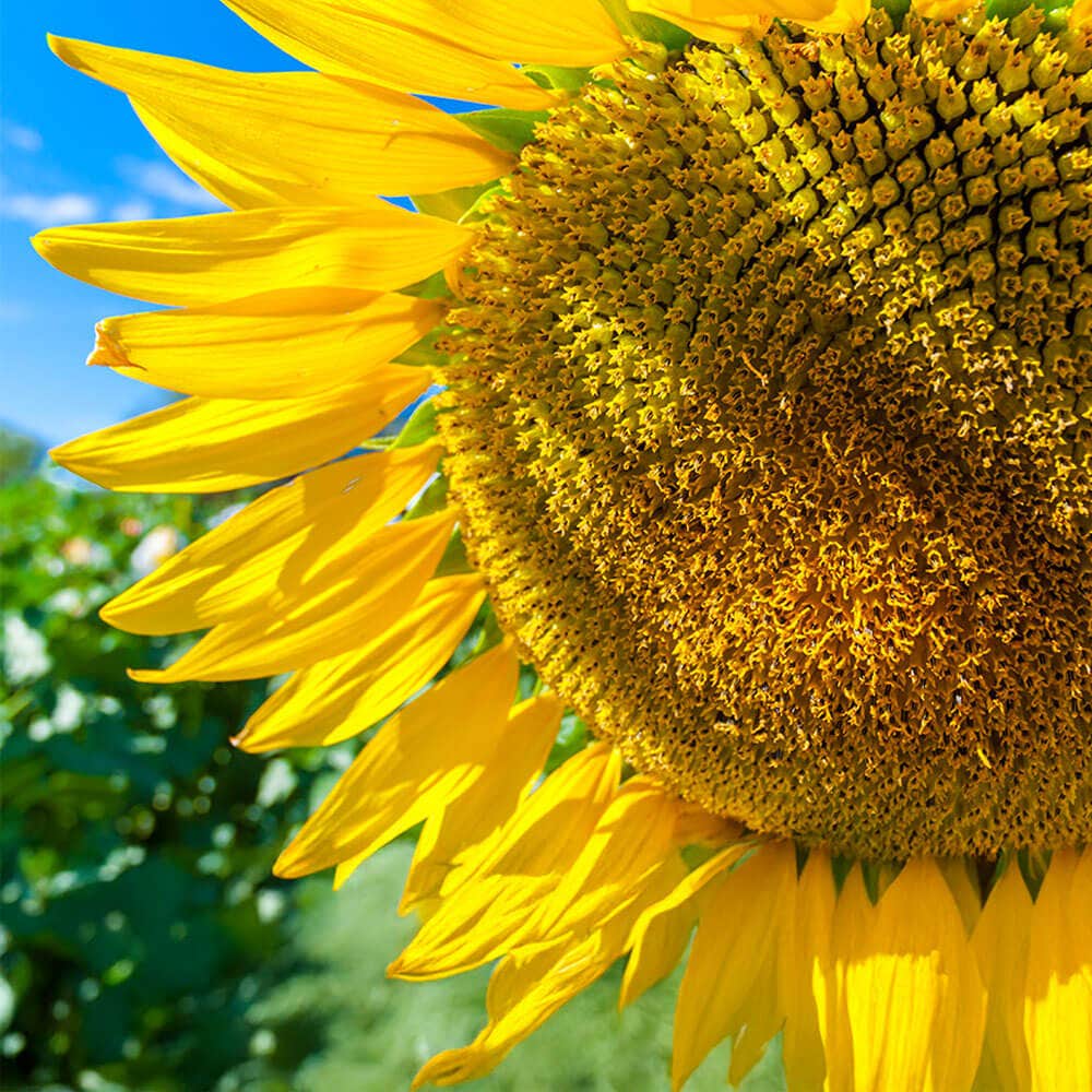 Giganteus Giant Sunflower Seeds