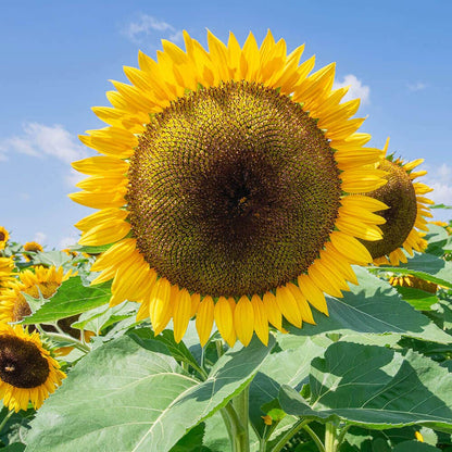 giant sunflower seeds to plant Giganteus Giant Sunflower Seeds – Park Seed